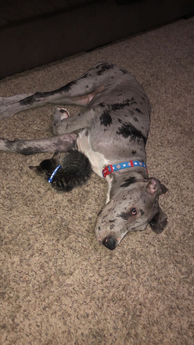 Blue, a Great Dane tested with EmbarkVet.com