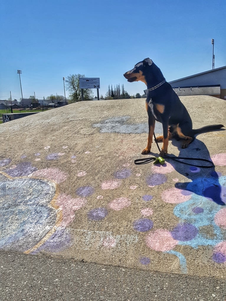 Hati, a Doberman Pinscher and German Shepherd Dog mix tested with EmbarkVet.com