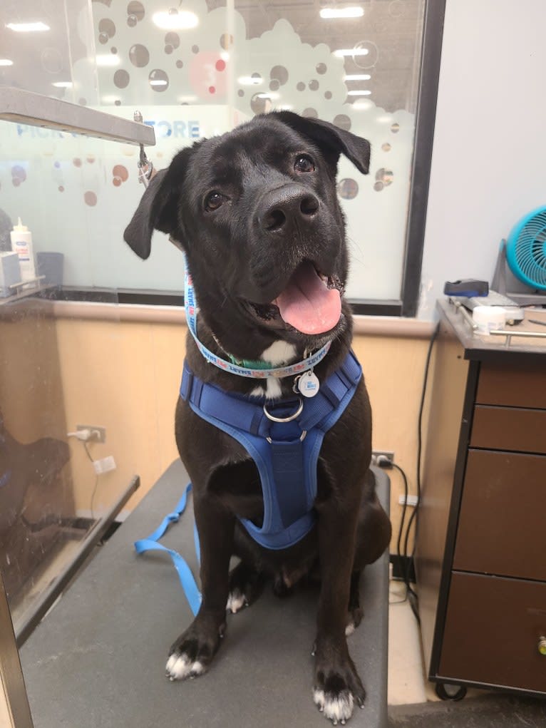 Hunter, a Labrador Retriever and American Bulldog mix tested with EmbarkVet.com