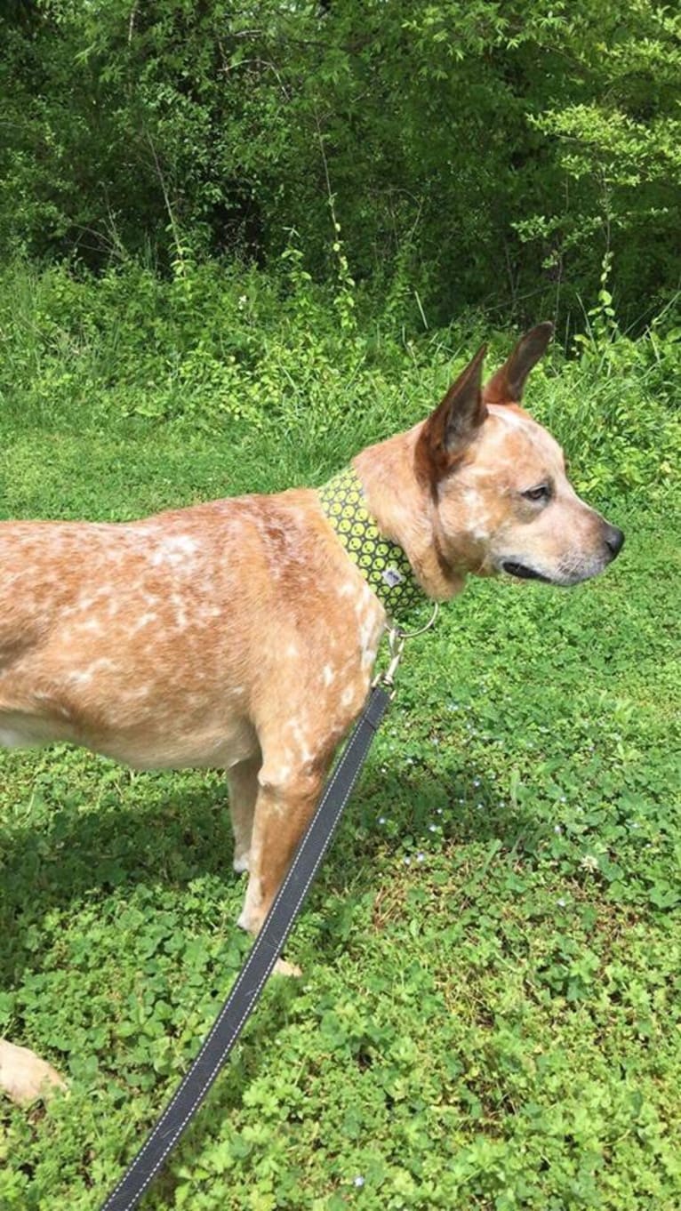 Frost, an Australian Cattle Dog tested with EmbarkVet.com