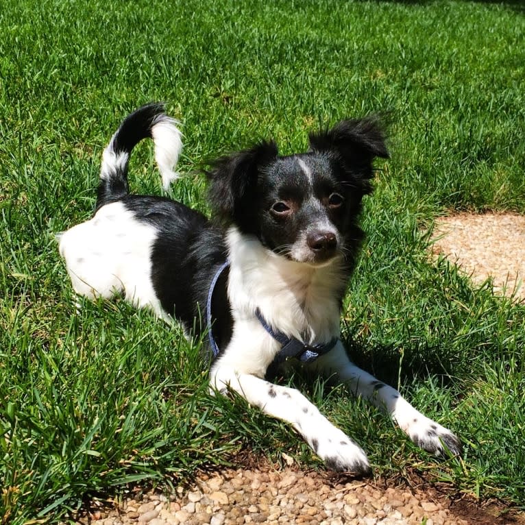 Pepper, a Rat Terrier and Chihuahua mix tested with EmbarkVet.com