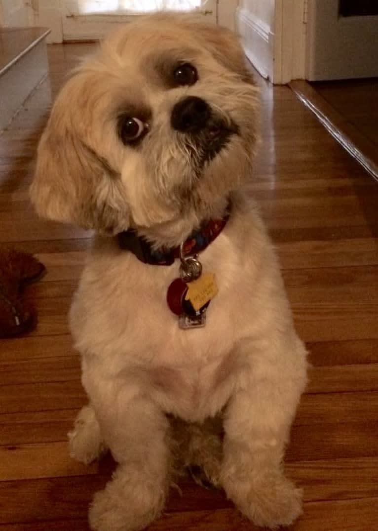 Nemo, a Lhasa Apso tested with EmbarkVet.com