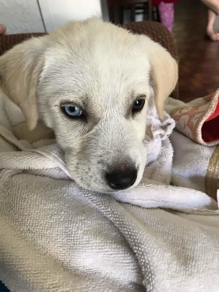 Vash the Stampede, a Siberian Husky and Bluetick Coonhound mix tested with EmbarkVet.com