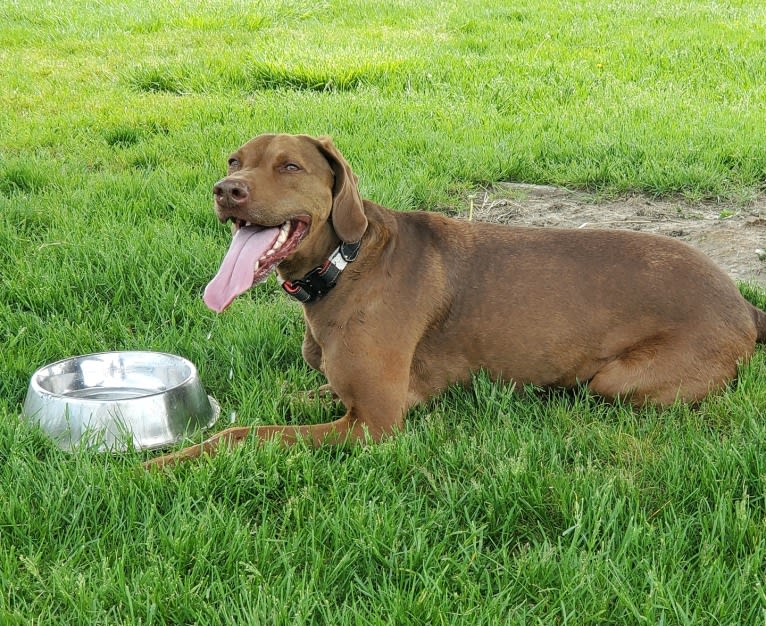 Dakota, a Chesapeake Bay Retriever and German Shorthaired Pointer mix tested with EmbarkVet.com