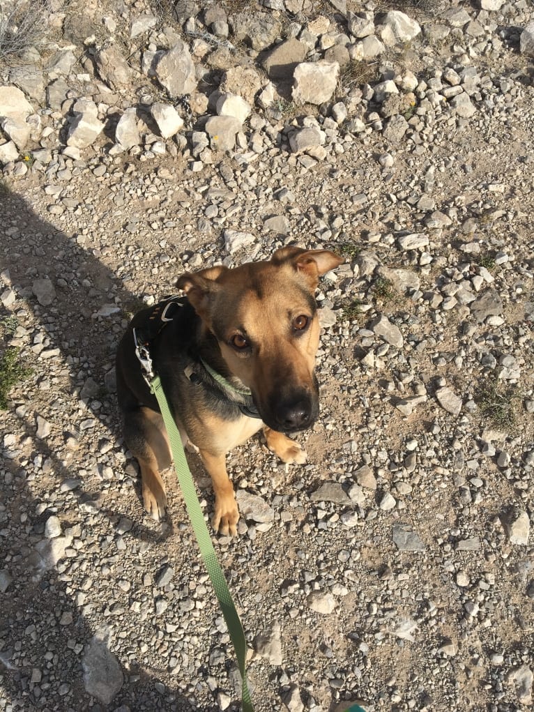 Bear, a German Shepherd Dog and American Pit Bull Terrier mix tested with EmbarkVet.com