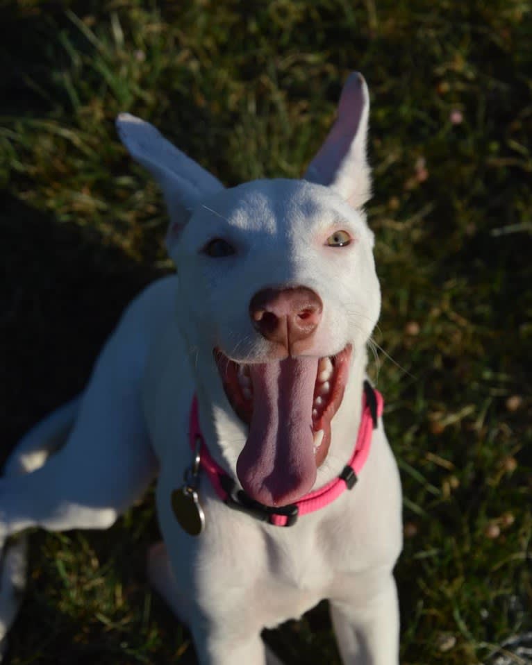 Shakira, an American Village Dog tested with EmbarkVet.com