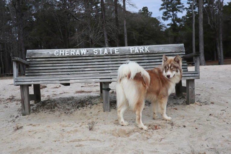 Sokka, a Siberian Husky tested with EmbarkVet.com