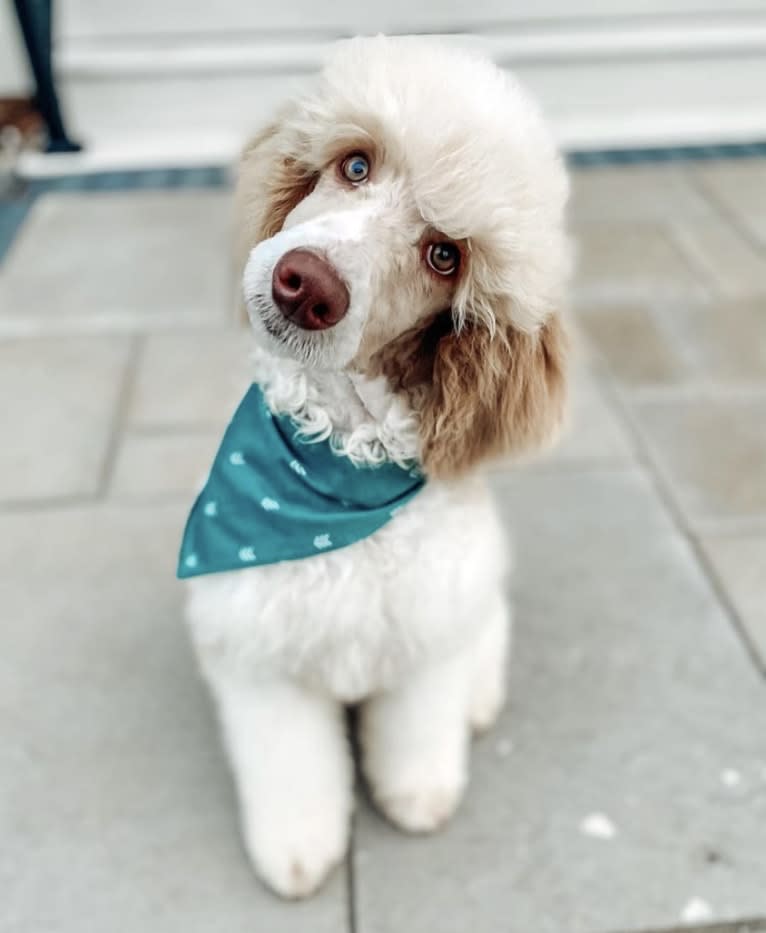 Togan, a Poodle (Standard) tested with EmbarkVet.com