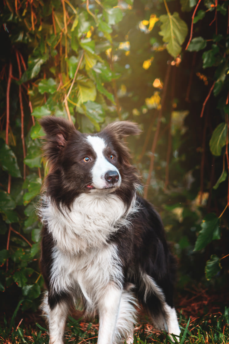 Koda, a Border Collie tested with EmbarkVet.com