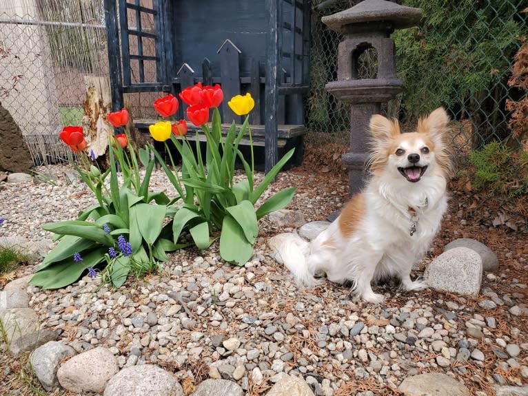 Rusko, a Papillon tested with EmbarkVet.com