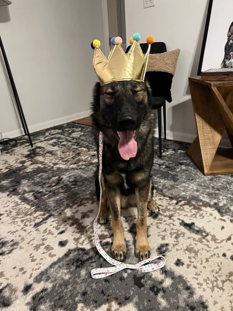 Manfred Von Rexroad, a German Shepherd Dog and American Pit Bull Terrier mix tested with EmbarkVet.com