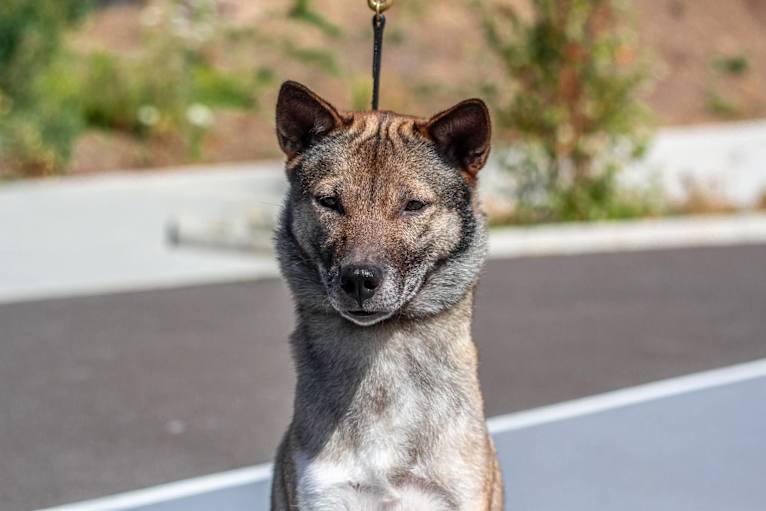 Fionnuala, a Kishu Ken tested with EmbarkVet.com