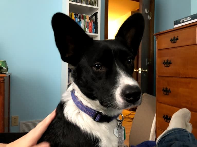 Newt, an Australian Cattle Dog and Border Collie mix tested with EmbarkVet.com