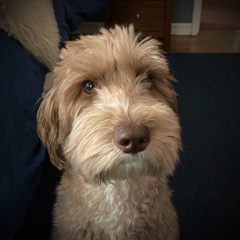 Ivy, a Poodle (Small) and Poodle (Standard) mix tested with EmbarkVet.com