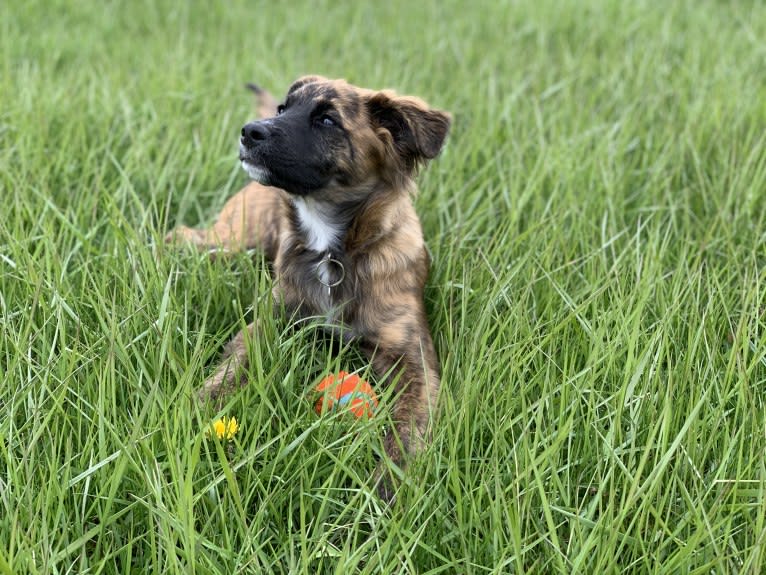 Emmy, an Australian Cattle Dog and Cocker Spaniel mix tested with EmbarkVet.com