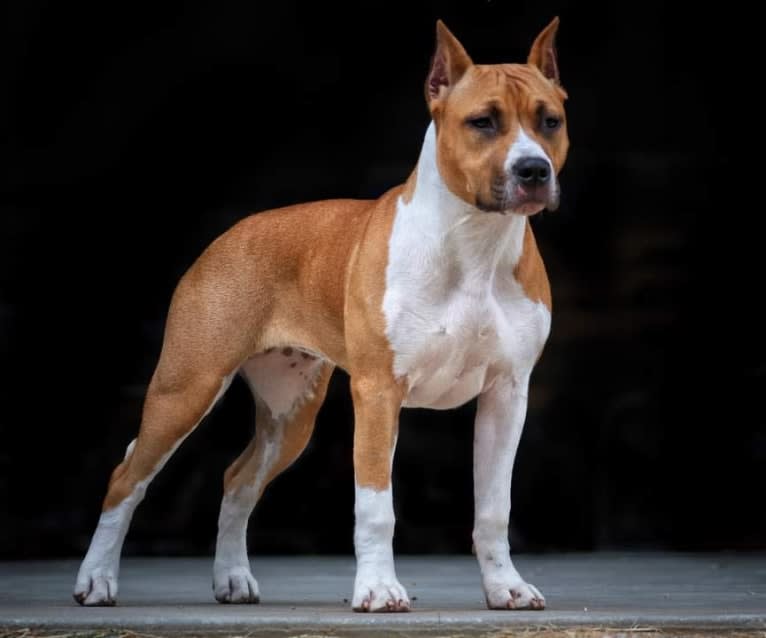 Voodoo, an American Staffordshire Terrier tested with EmbarkVet.com