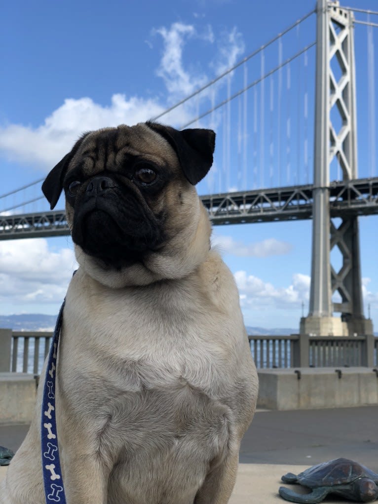 Barkley, a Pug tested with EmbarkVet.com