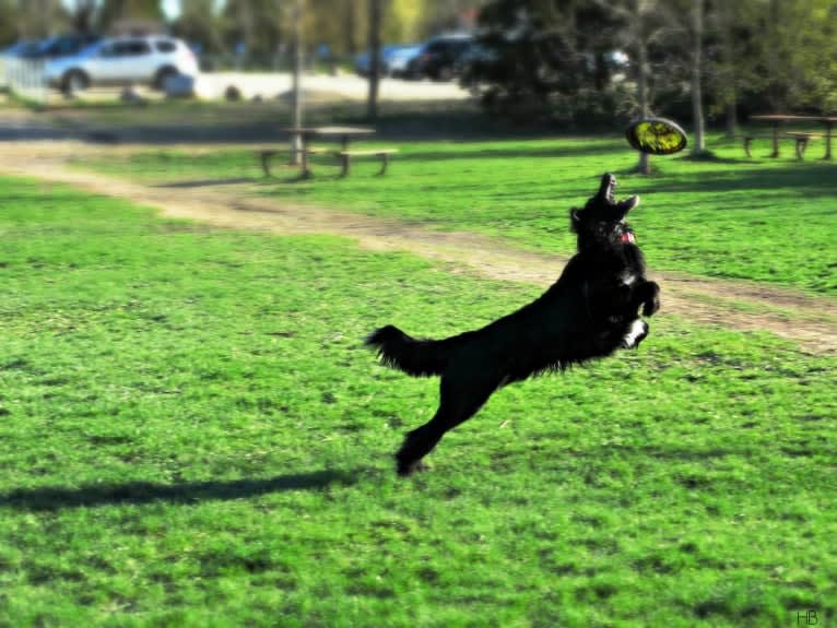 Zane, a Shetland Sheepdog and Labrador Retriever mix tested with EmbarkVet.com