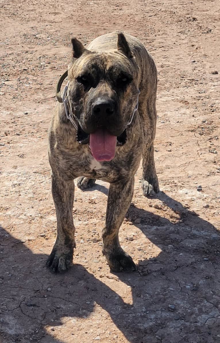 Ashrik, a Perro de Presa Canario tested with EmbarkVet.com