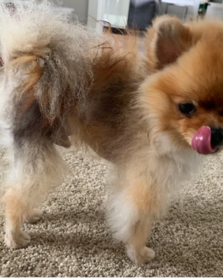 Santino, a Pomeranian tested with EmbarkVet.com