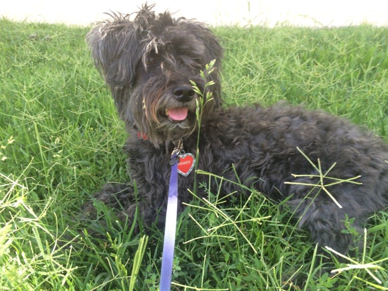 Homey, a Poodle (Small) and Silky Terrier mix tested with EmbarkVet.com