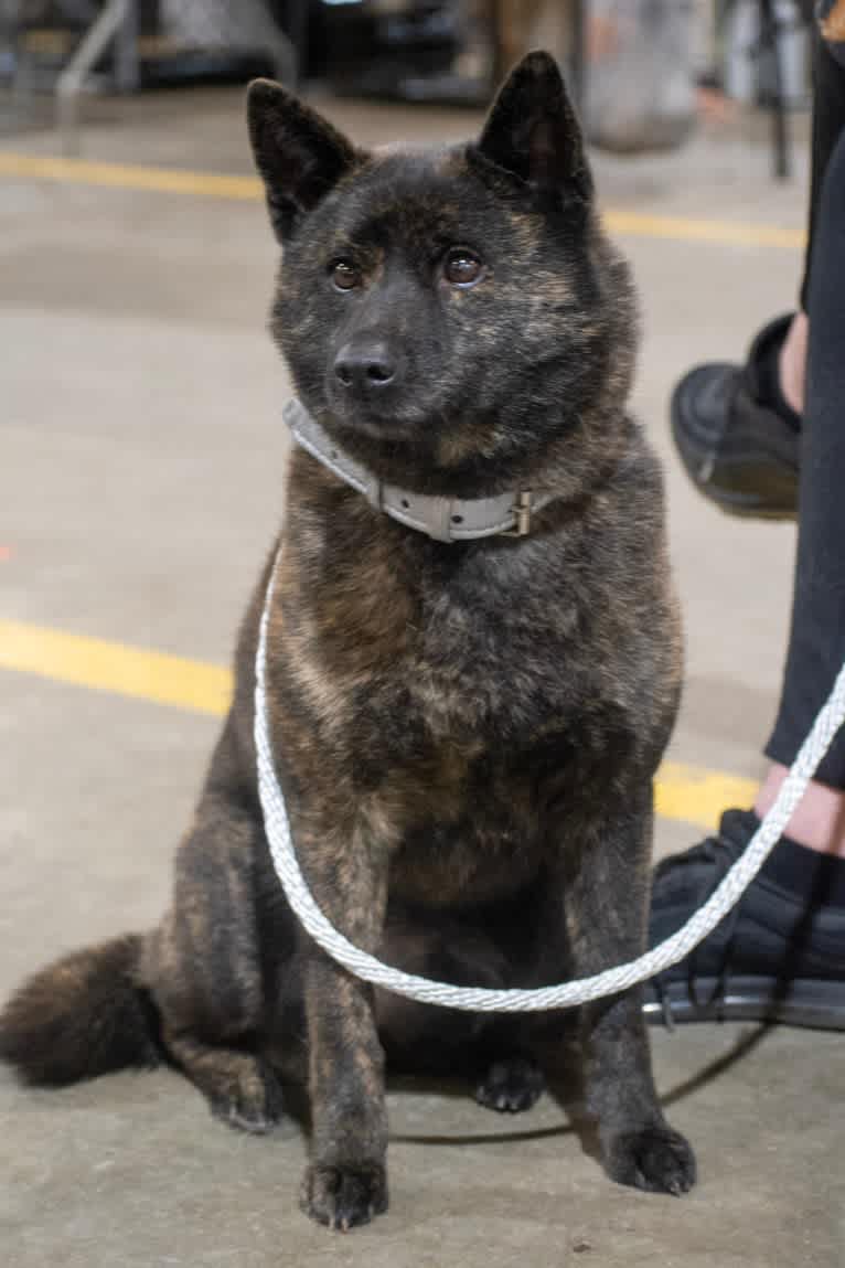 Maehem, a Kai Ken tested with EmbarkVet.com