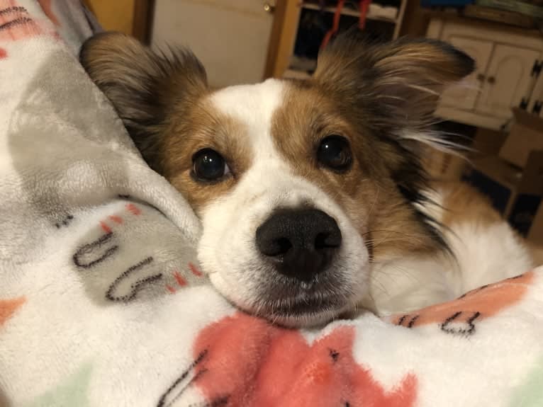 Cooper, an Australian Cattle Dog and Shih Tzu mix tested with EmbarkVet.com