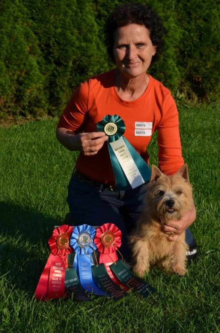 Zip, a Norwich Terrier tested with EmbarkVet.com