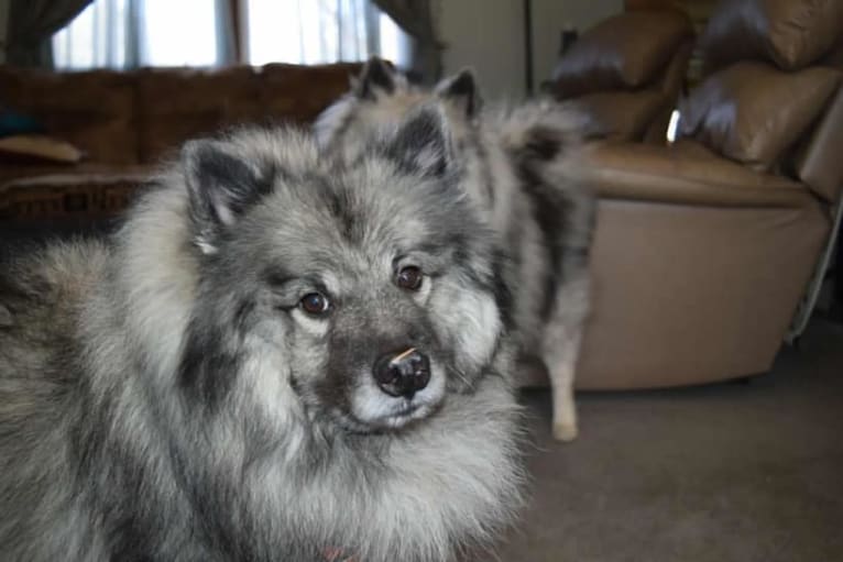 Solomon, a Keeshond tested with EmbarkVet.com