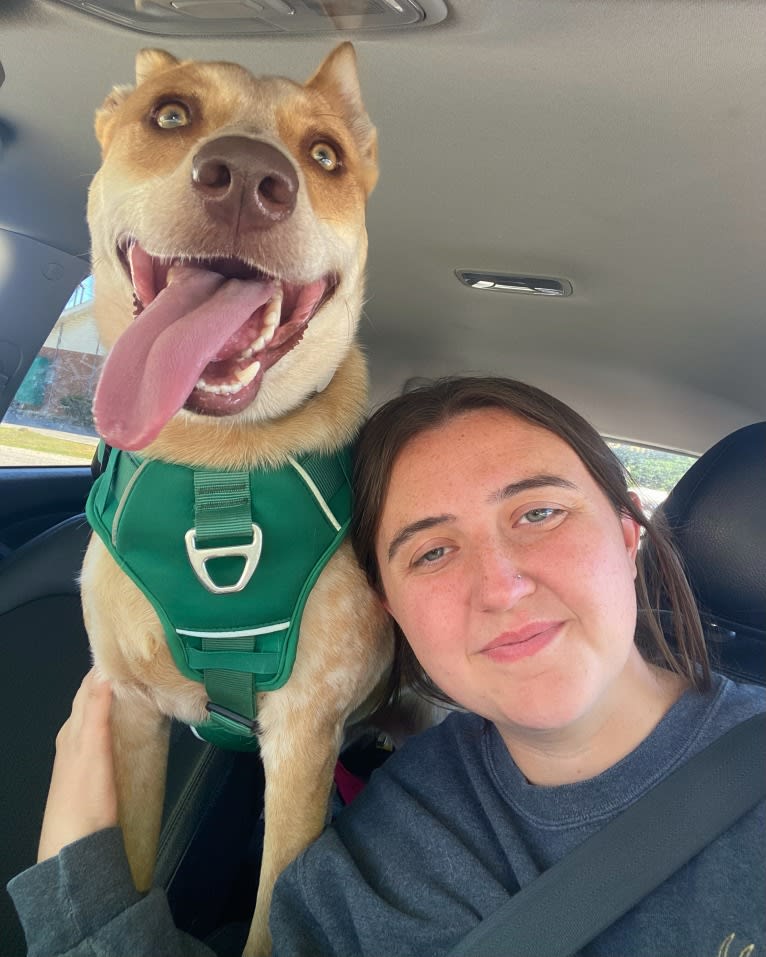 Lou, an Australian Cattle Dog and Australian Shepherd mix tested with EmbarkVet.com