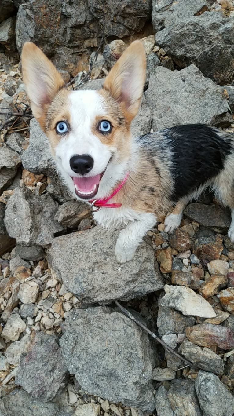 Luna Lu, a Pembroke Welsh Corgi tested with EmbarkVet.com