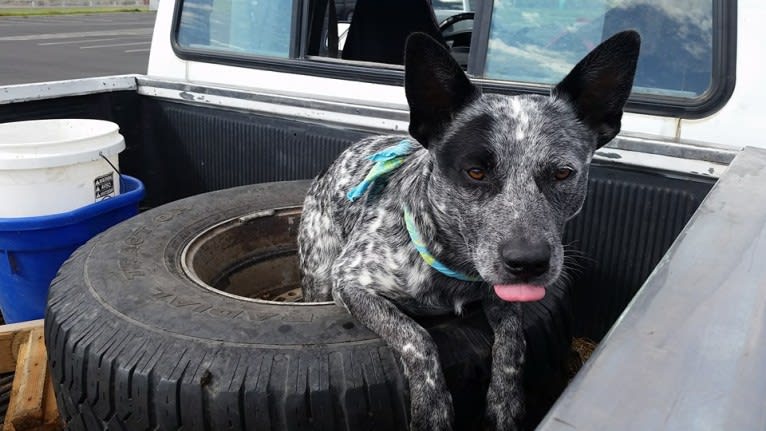 Zip, an Australian Cattle Dog tested with EmbarkVet.com