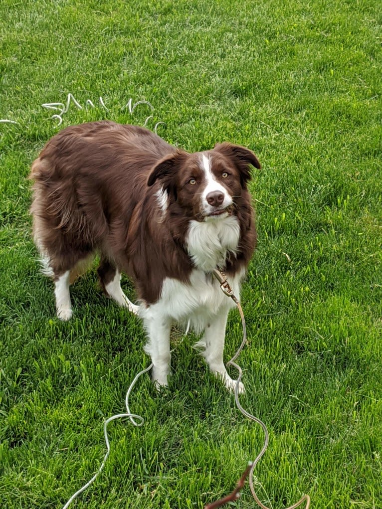 Atlas Mussatti, a Border Collie tested with EmbarkVet.com