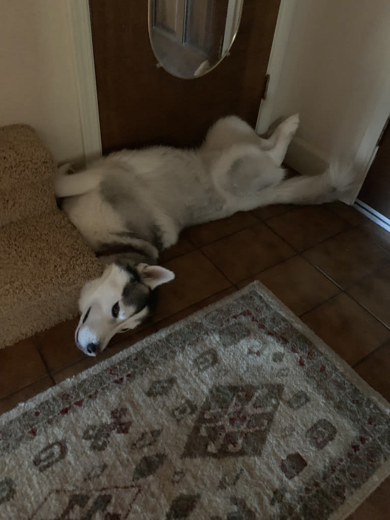 Romeo, a Siberian Husky and Alaskan Malamute mix tested with EmbarkVet.com