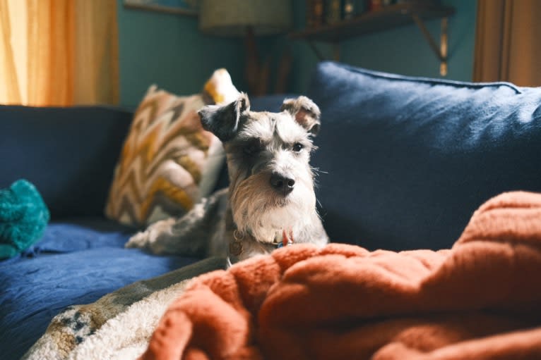 Adelaide, a Miniature Schnauzer and Boston Terrier mix tested with EmbarkVet.com