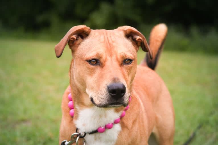 Everest, an American Pit Bull Terrier and Chow Chow mix tested with EmbarkVet.com