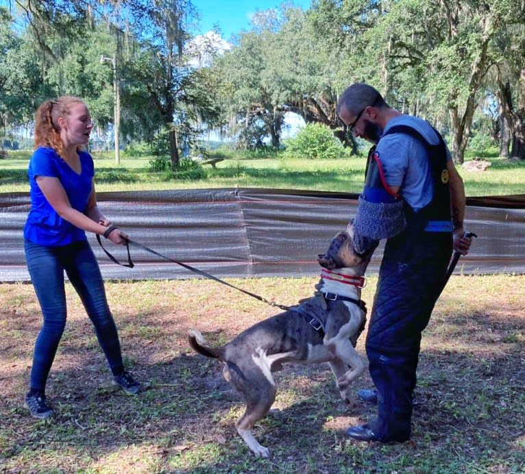 Koda, an American Bully tested with EmbarkVet.com