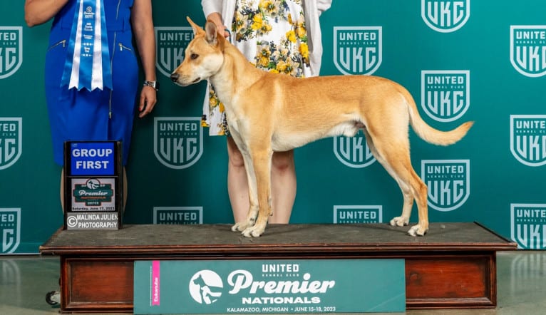 Bones, a Carolina Dog tested with EmbarkVet.com