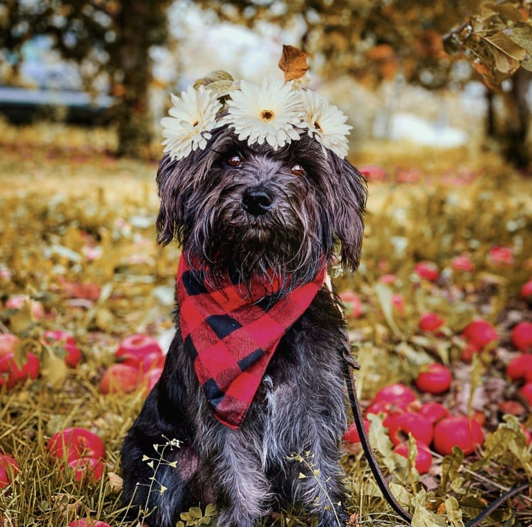 Poppy, a Miniature Schnauzer tested with EmbarkVet.com