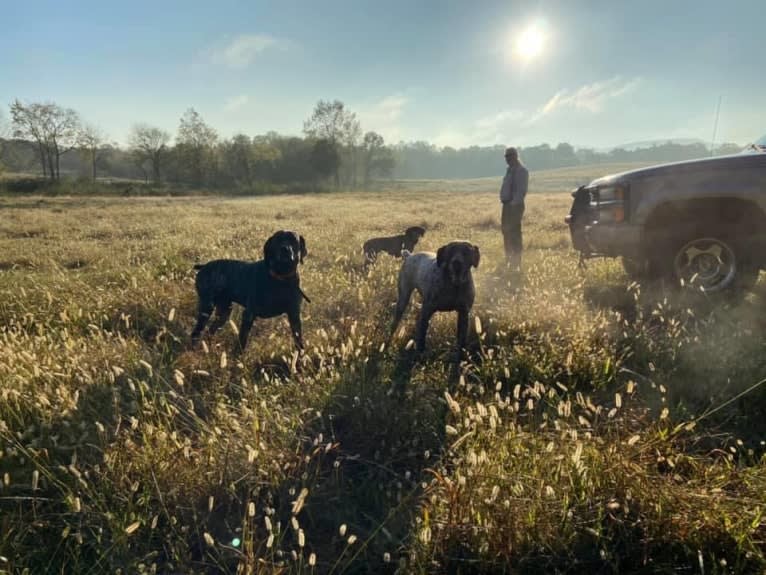 Gunner Smith, a German Shorthaired Pointer tested with EmbarkVet.com