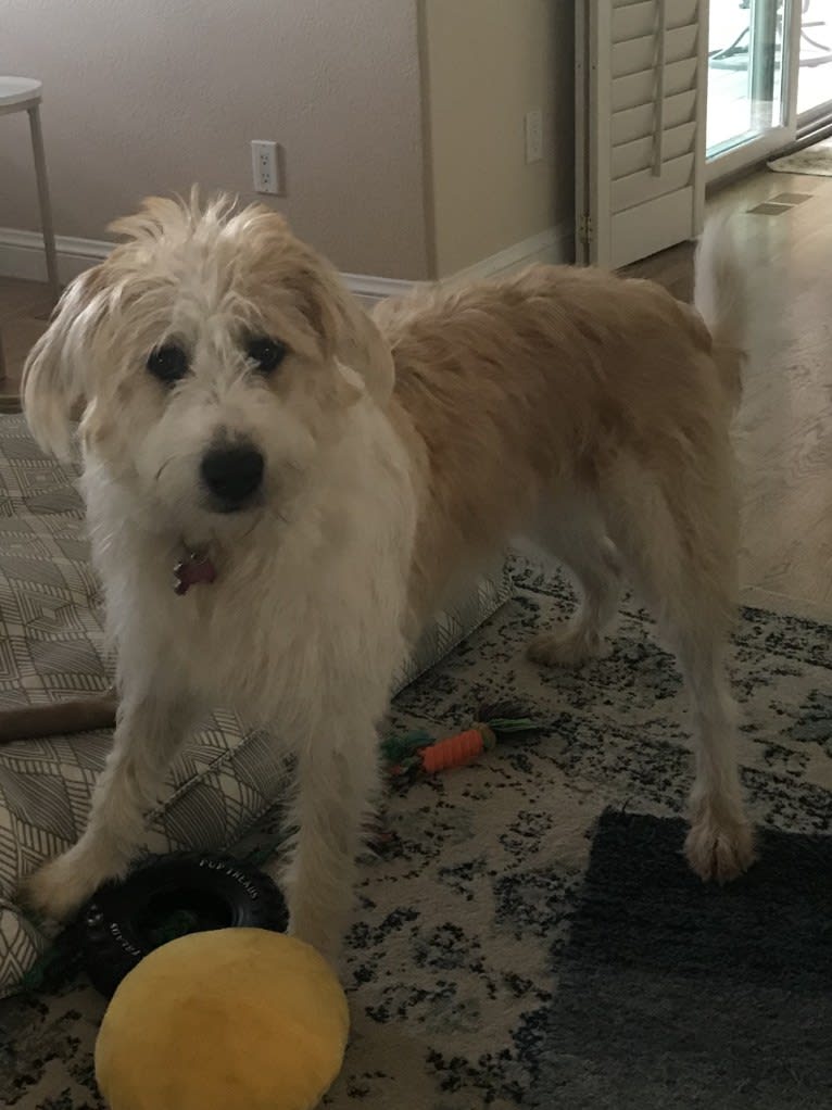 Lacy, a Great Pyrenees and Border Collie mix tested with EmbarkVet.com