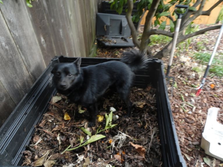 Renard, a Pomeranian and Russell-type Terrier mix tested with EmbarkVet.com