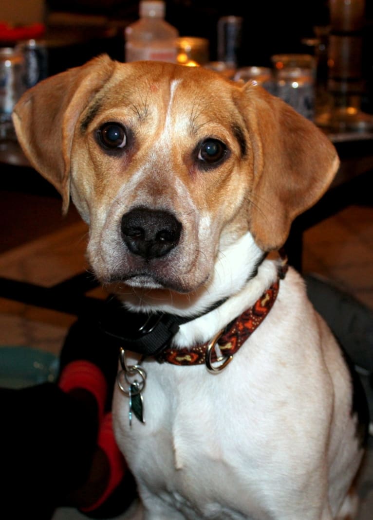 Cooper, a Beagle and Chihuahua mix tested with EmbarkVet.com