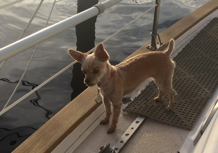 River, a Chorkie tested with EmbarkVet.com