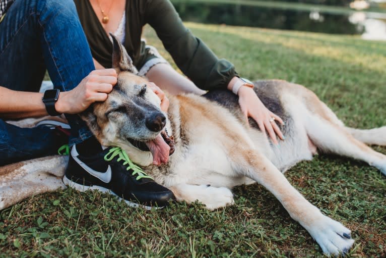 Brie, a German Shepherd Dog and American Eskimo Dog mix tested with EmbarkVet.com