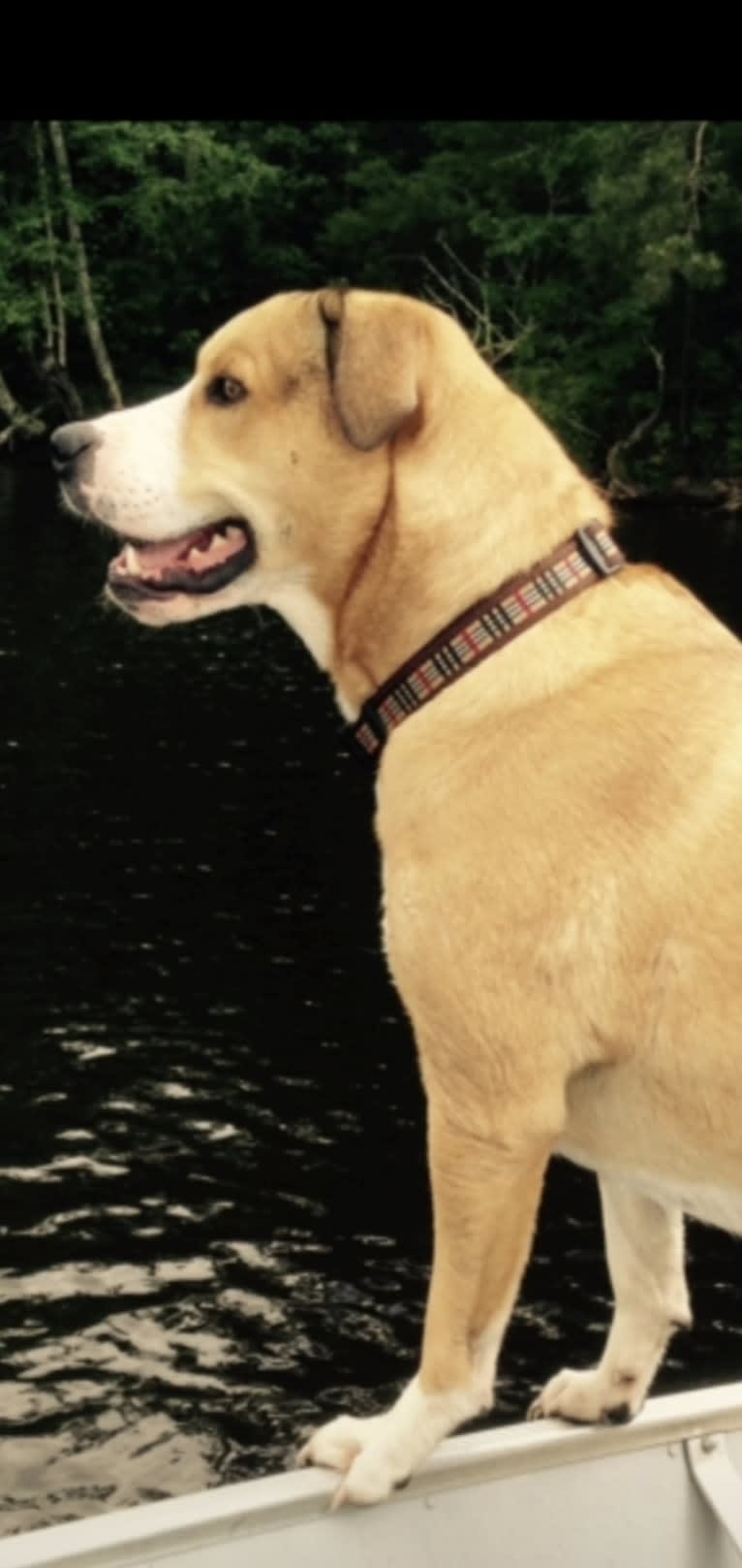 Chopper, a Bulldog and Border Collie mix tested with EmbarkVet.com