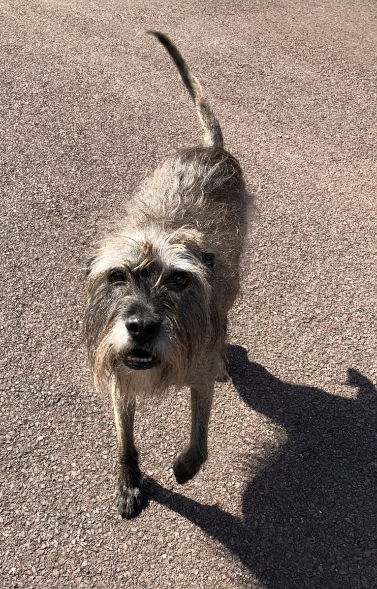 Zeb, a Shih Tzu and Boxer mix tested with EmbarkVet.com