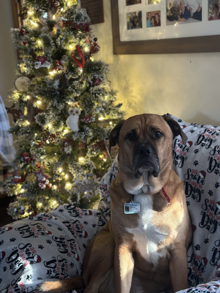 Dune, an American Bulldog and Bulldog mix tested with EmbarkVet.com