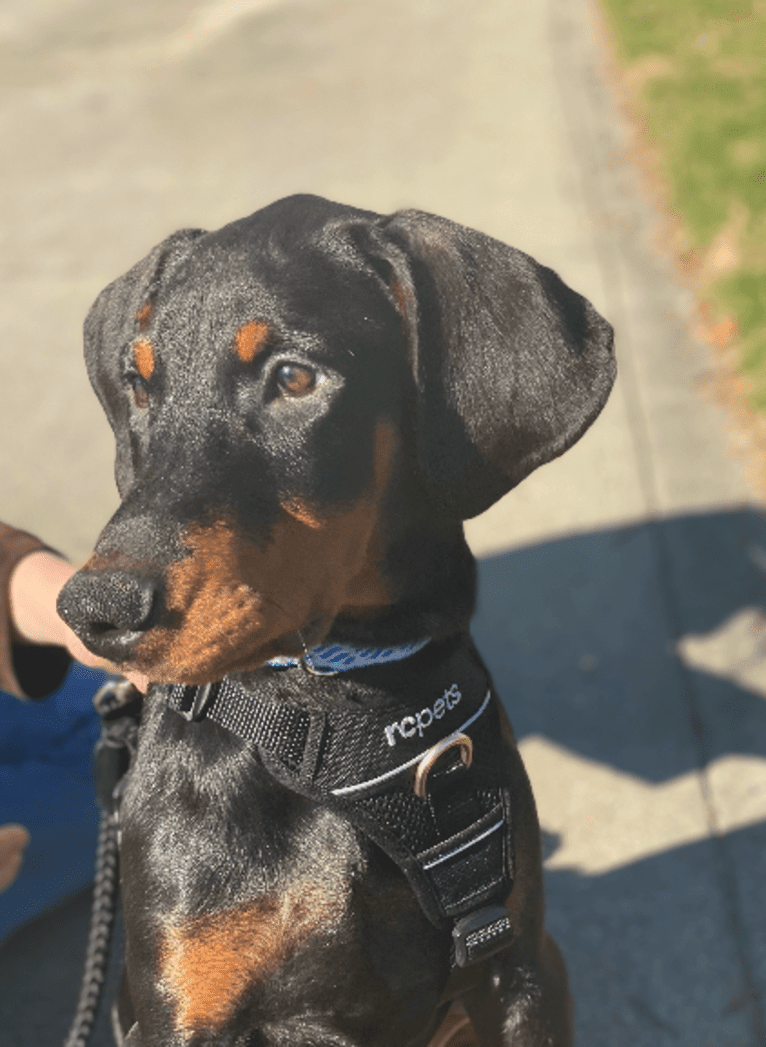 Arlo, a Doberman Pinscher tested with EmbarkVet.com