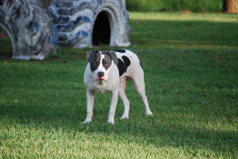 Cypress, an American Bully and American Pit Bull Terrier mix tested with EmbarkVet.com